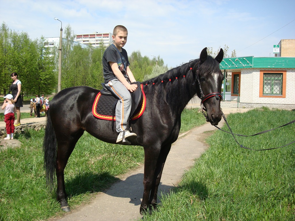 Все о Ярцеве: Конный спорт